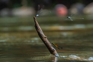 Wall Mural - blue damselfly Pseudagrion pruinosum and yellow damselfly or dakocan libellago lineata together on a dried leaf, over riverside with natural bokeh background