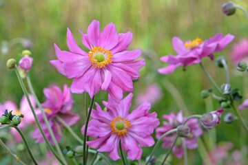 Wall Mural -  Bright pink Japanese anemone 'Prinz Heinrich' in flower.