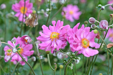 Wall Mural -  Bright pink Japanese anemone 'Prinz Heinrich' in flower.