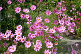Fototapeta Kosmos - Pink Cosmos bipinnatus, commonly called the garden cosmos or Mexican aster, in flower.