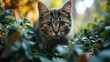 Graceful Stalker: Cat in Tall Grass. Generative AI