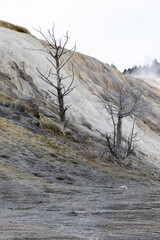 Dead trees among the geothermal formations at Mammoth Hot Springs