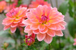 © Alexandra - Coral pink and yellow decorative dahlia 'Pacific View' in flower.