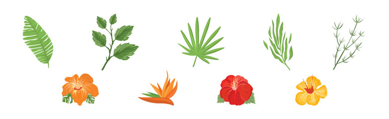 Wall Mural - Tropical Blooming Flora and Botany Plant Vector Set