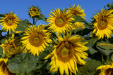Fototapeta Kwiaty - Beautiful blooming yellow sunflowers in the summer