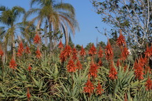 Aloe Arborescens (krantz Aloe) Or Candelabra Aloe, Is A Species Of Flowering Succulent Perennial Plant 