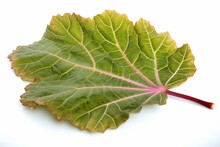 Isolated Rhubarb Leaf. Generative AI