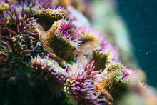 Pink And Green Anemone Underwater