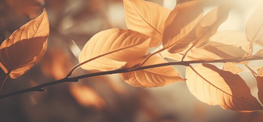 Wall Mural - close up orange leaves branch with sunlight and bokeh, peaceful Autumn and fall season foliage wallpaper background, Generative Ai