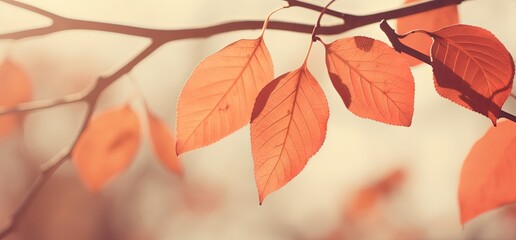 Wall Mural - close up orange leaves branch with sunlight and bokeh, peaceful Autumn and fall season foliage wallpaper background, Generative Ai
