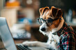 Cute dog looking computer laptop in glasses and shirt.