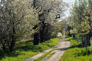 Canvas Print - Dirt road and white flowering fruit trees in spring