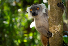Lemur Eulemur Endemic Animal Of Madagascar