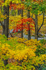 Wall Mural - Harriman State Park in late autumn