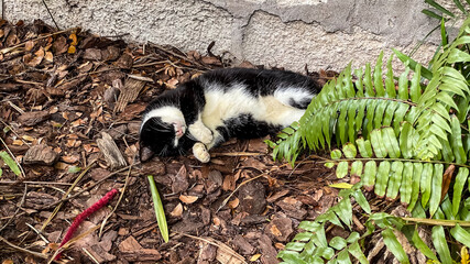 Polydactyl Cat Sleeping out in the Yard