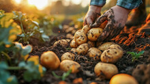 Harvesting Potatoes In The Field At The Countryside. Selective Focus. Nature. Close Up Of Farmer Hands Holding Freshly Dug Organic Potatoes.