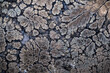 Pyrite in agate slice photography, macro detail texture. close-up polished semi-precious gemstone. 