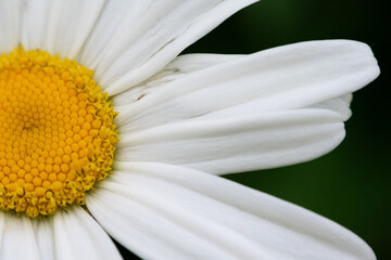 Poster - daisy flower macro