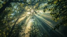 Sunlight Through The Trees Branches In A Beautiful Green Forest. Wallpaper Background