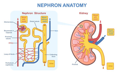 Kidney nephron anatomy. Medical diagram with structure of internal organs, tissues and cells. Functional unit of kidney and excretory system. Cartoon flat vector illustration isolated on background