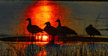 Canada Geese Silhouette