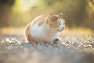 Cute cat lying on the ground in the garden. Selective focus.