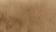 Seamless Fluffy Light Brown Fur Texture Background