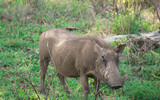 Fototapeta Sawanna - Specimen of warthog in its natural habitat in South Africa