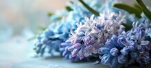 Soft And Dreamy Composition Featuring A Bundle Of Hyacinth Flowers, Ideal For Wedding Invitations Or Mothers Day Cards.