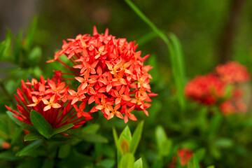 Wall Mural - A bouquet of beautiful red tropical flower ixora.