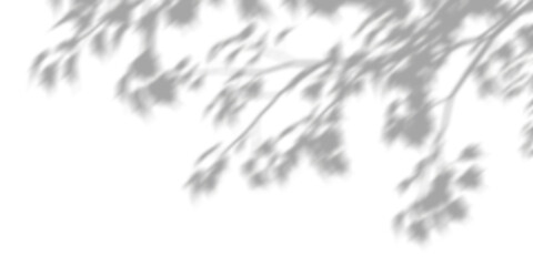 Wall Mural - shadow shade plants leaves branches movement on transparent backgrounds 3d render