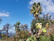 Various plants on the Canary Island of La Palma (Spain)