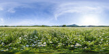 Fototapeta  - Chamomile field panorama. White daisy flowers in large field of lush green grass at sunset. 360 seamless spherical panorama. Chamomile flowers field. Nature, flowers, spring, biology, fauna concept