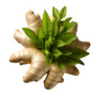 Ginger root  isolated on transparent background Generative AI	
