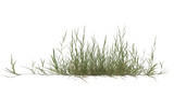 grass transparent background