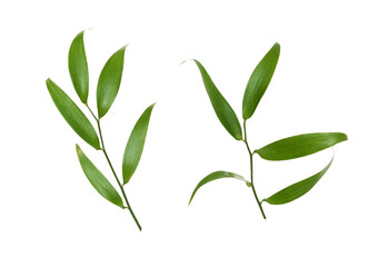 Wall Mural - Set of twigs of italian ruscus (DANAE RACEMOSA) with green leaves isolated on white or transparent background