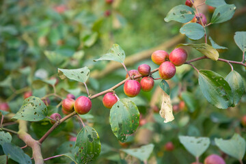 Wall Mural - Red jujube fruits or apple kul boroi on a branch in the garden. Shallow depth of field