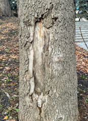 Canvas Print - Damaged bark on a tree trunk