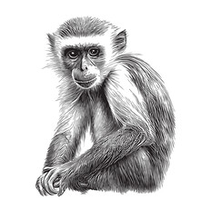 Capuchin Monkey Sketch Hand Drawn Realistic Style