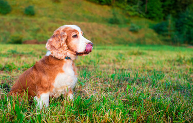 Wall Mural - A dog of the English cocker spaniel breed is sitting sideways on the grass. The dog turns its head to the side and licks itself. The dog has a fluffy and red coat. The photo is blurred