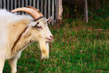 Fototapeta Zwierzęta - Goats.- A herd of goats, bearded goats grazing in a green meadow. they are grazing the grass. young goats with horns, a collective farm herd. Close-up. wildlife. The concept of animal husbandry on the