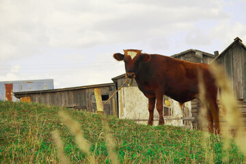 Cows and bulls graze on a green meadow. Grazing herd of animals horses, goats on a greenfield. Scott in the summer. For milk production. close-up.The concept of animal husbandry on the farm
