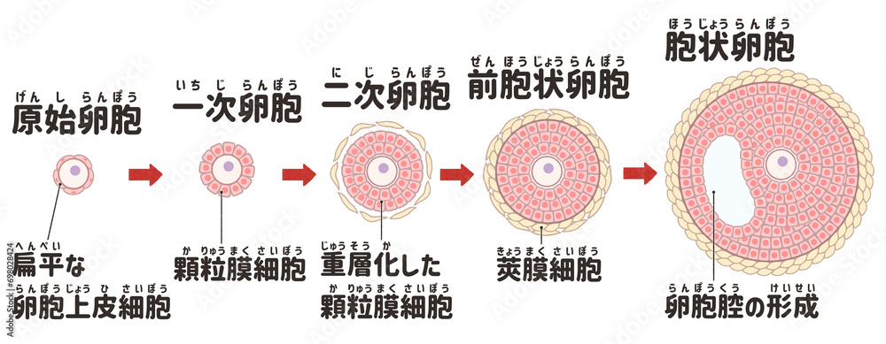 Primordial follicle and developing follicles Labeled diagram PNG Stock ...