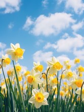 Yellow Daffodils In A Field With Blue Sky. Generative AI.