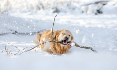 Sticker - Golden Retriever Dog Plays With Stick In Winter Forest, Enjoying Snowy Fun