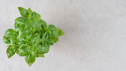 Wall Mural - Fresh green organic basil in pot on beige stone background. Banner, header with copy space, top view. Indoor plant growing, healthy eating, aromatic herb, food ingredient, spice for culinary