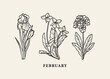 Line art birth month flowers. Iris, violet, primrose