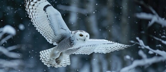 Sticker - White owl flies in Sikhote-Alin Biosphere Reserve in the Primorsky Territory.