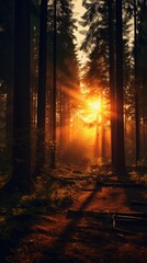 Wall Mural - soft warm light seeping through the trees