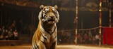 Fototapeta  - Tiger's circus tricks in arena.